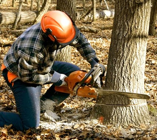 Tree Removal in Brooklyn, MI